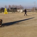 Asociación Centro Canino Dog Quijote – Guardería Canina en Esquivias