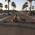 Balanced Dogs Mallorca Adiestramiento Canino – Guardería Canina en Palma