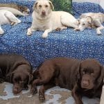 Barcelona Dog Care – Guardería Canina en Sants-Montjuïc