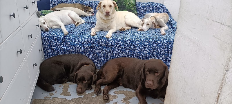 Negocio Barcelona Dog Care