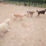 Belascan – Guardería Canina en Belascoaín