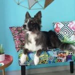 Belcan Pet Grooming – Guardería Canina en San Andrés de Palomar