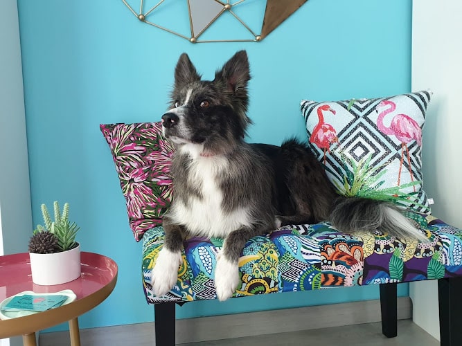 Negocio Belcan Pet Grooming