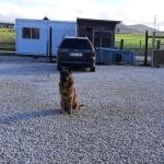 Beloaran | Entrenamiento Animal Y Naturaleza – Guardería Canina en Alsasua
