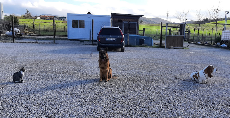Negocio Beloaran | Entrenamiento Animal Y Naturaleza