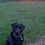 Bemoredog – Guardería Canina en Calvarrasa de Abajo