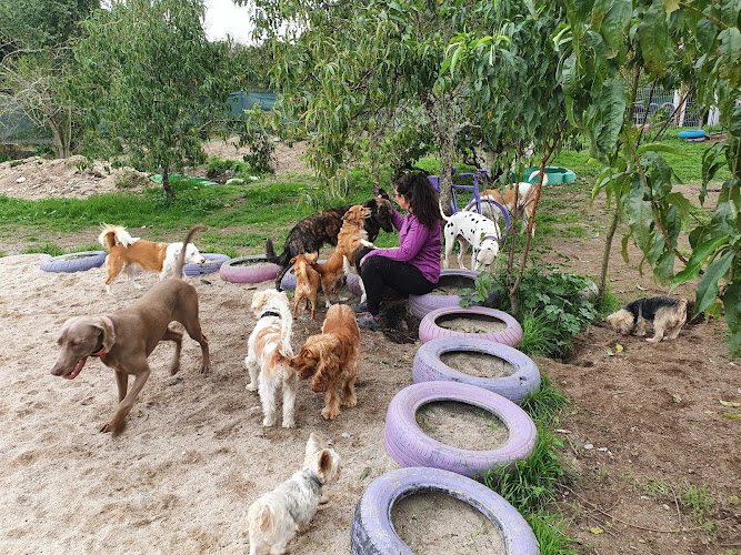 Negocio Bichiños - Hotel Canino