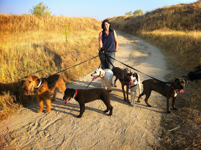 Negocio Boncan Educación Canina