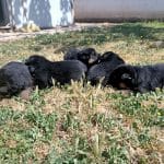 Borgescan – Guardería Canina en Les Borges Blanques
