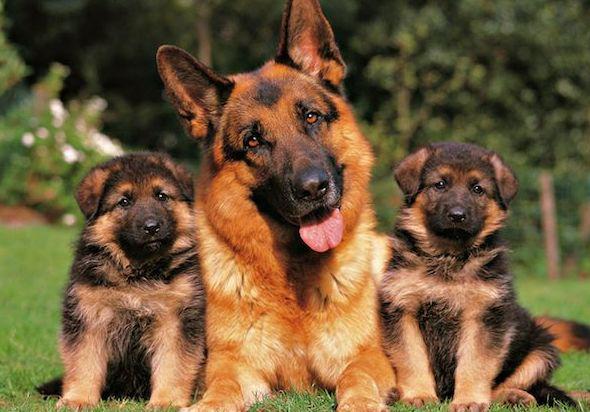 Negocio Borgescan Escuela Y Residencia Canina