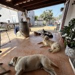 Ca Sa Nina Libres Y Felices Como En Casa – Guardería Canina en Sencelles