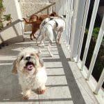 Campamento Canino Aldara E Brownie – Guardería Canina en A Torre