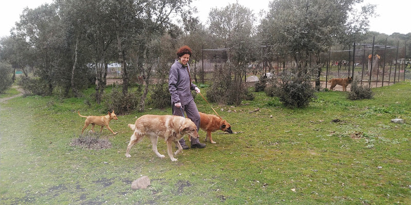 Negocio Campamento Peludosos