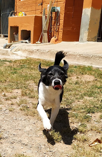 Negocio Can Bages Residencia Canina