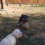 Can Gossos Menuts – Guardería Canina en Barcelona