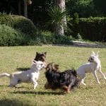 Can Kin Gos – Guardería Canina en Cabrera de Mar