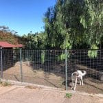Canarycan – Guardería Canina en Las Palmas
