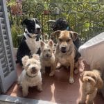 Canhijos Barcelona – Guardería Canina en Sant Martí