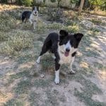 Canhotel Residencia Canina – Guardería Canina en Hortaleza
