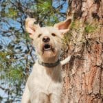 Canimals – Guardería Canina en Vilamarxant