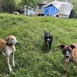 Canin Trail – Guardería Canina en Irun