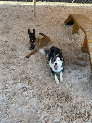 Negocio Canine Mera Club | Hotel Y Guardería Canina