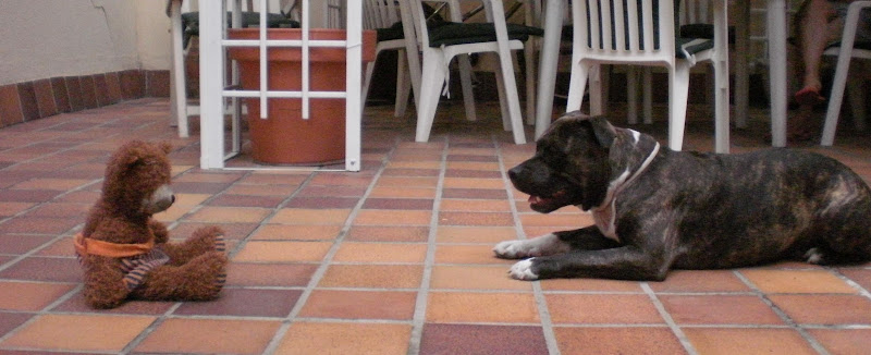 Canis Bcn - Educación Canina Y Adiestramiento