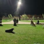 Canis Club Leon – Guardería Canina en San Miguel del Camino