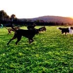Canisapiens – Guardería Canina en Ventalló