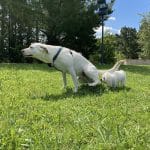 Canisenda – Guardería Canina en Irun