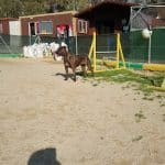 Canisfam (Canis Familiaris) – Guardería Canina en Ceuta