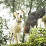 Can's College - Guardería Canina – Guardería Canina en Chamartín