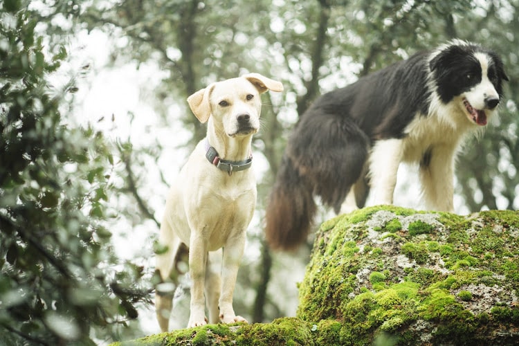 Can's College - Guardería Canina