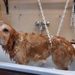 Canuber – Guardería Canina en Valladolid
