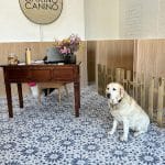 Cariño Canino – Guardería Canina en Fuencarral-El Pardo