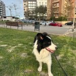Carmen | Cuidadora Canina – Guardería Canina en Almería