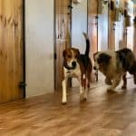 Casa Can Centro Canino – Guardería Canina en Fuente el Saz de Jarama