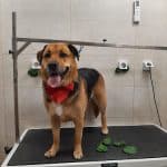 Casa Can Centro Canino – Guardería Canina en Madrid