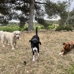 Casa Cindor – Guardería Canina en El Catllar