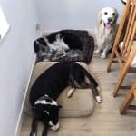 Casa Hachiko – Guardería Canina en Igollo de Camargo
