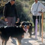Casa Lobo - Dog's Hotel & Resorts – Guardería Canina en Felix