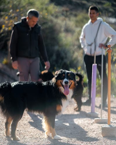 Negocio Casa Lobo - Dog's Hotel & Resorts