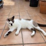 Cat Sitter Barcelona | Hotel De Gatos | Alojamiento Para Gatos | Residencia Felino| Guarderia De Gatos – Guardería Canina en L'Eixample