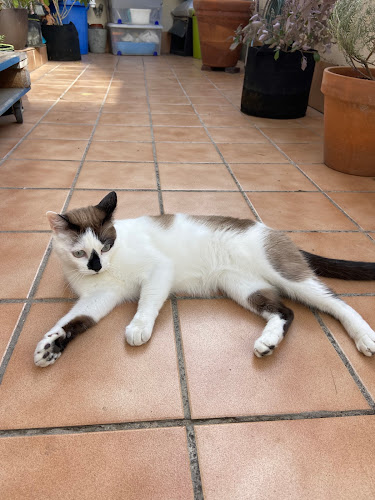 Negocio Cat Sitter Barcelona | Hotel De Gatos | Alojamiento Para Gatos | Residencia Felino| Guarderia De Gatos