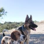 Cenla Residencia Canina Valencia – Guardería Canina en Valencia