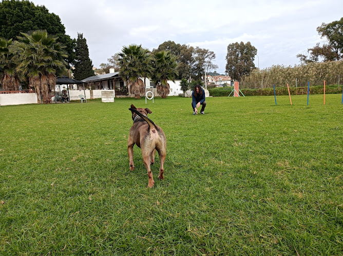 Negocio Centro Asistencial Del Perro, S.l.