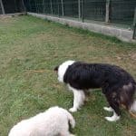 Centro Canino Alea Can – Guardería Canina en Calahorra