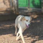 Centro Canino Aragonés – Guardería Canina en Zaragoza