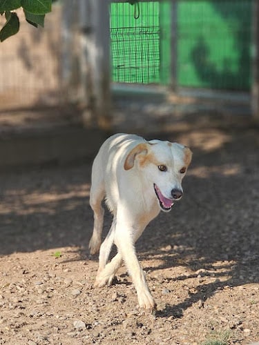 Negocio Centro Canino Aragonés