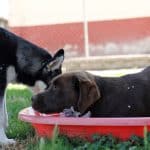 Centro Canino Ariñez – Guardería Canina en Zumeltzu